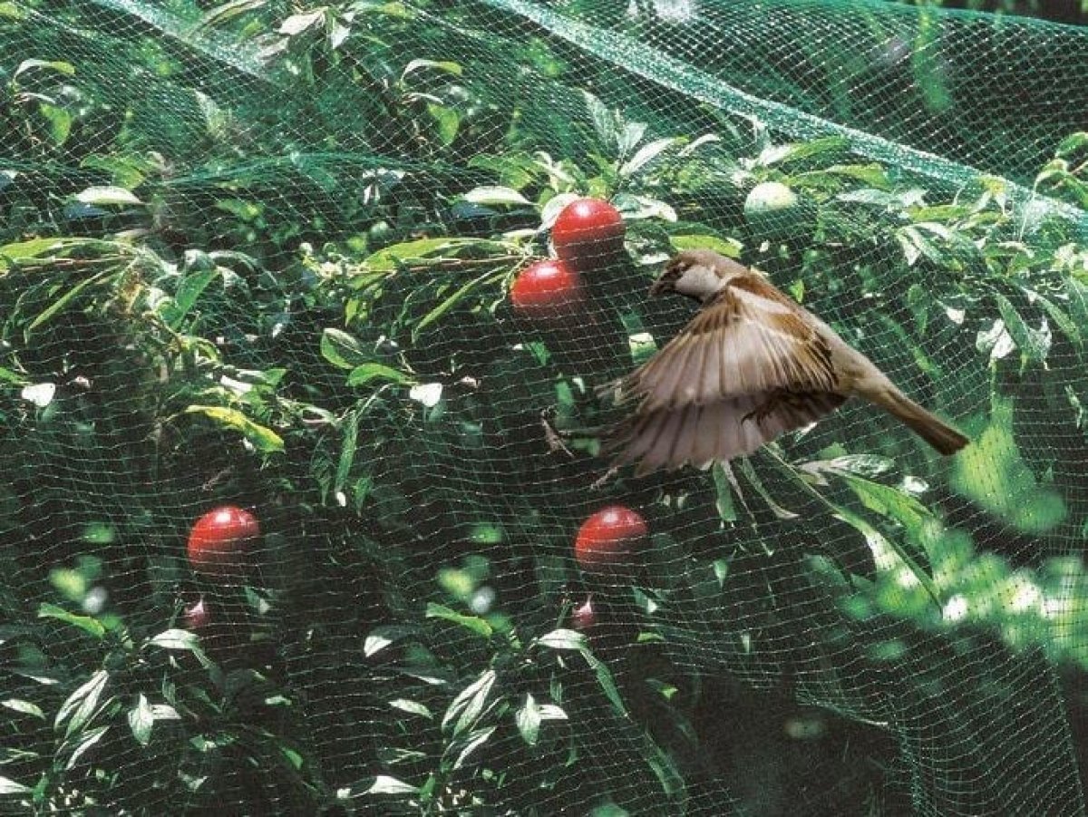 Rete ANTIUCCELLI in PP mt. 5x8 ADATTA PER LA PROTEZIONE DELLE COLTURE DAI VOLATILI.