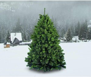 ALBERO 