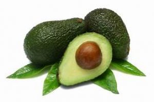 Avocado estero