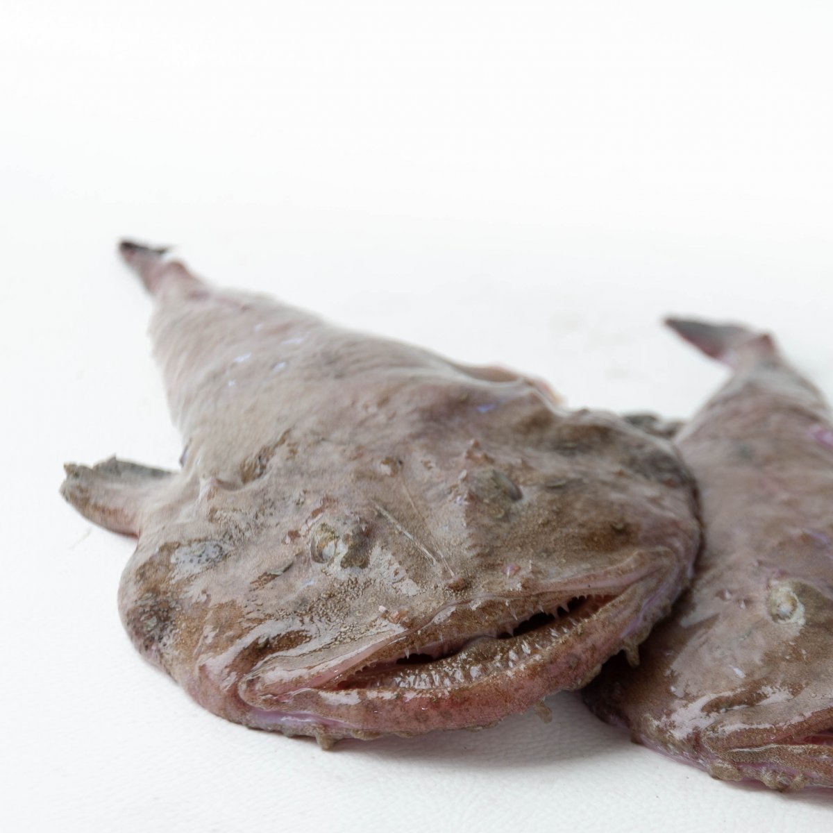 Rana pescatrice fresca nostrana 