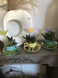 Composizione piante grasse in tazza