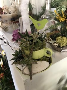 Composizione piante grasse in tazza
