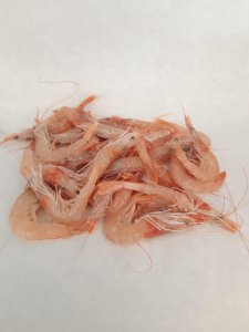 Gamberi rosa nostrani