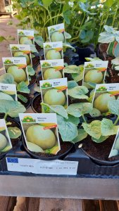 Melone Liscio pianta vaso 10cm
