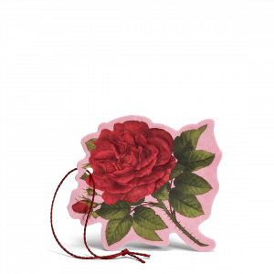 Rosa Purpurea Fiore Profumato