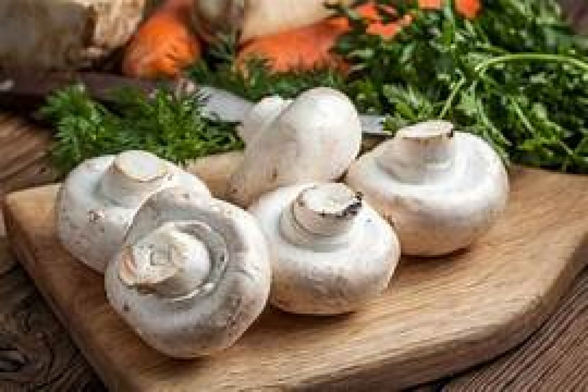 Funghi Champignon