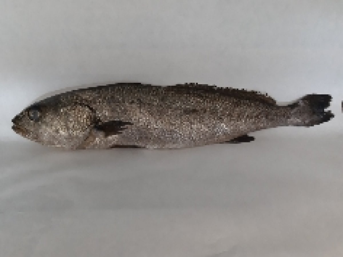 Ombrina