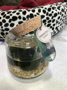 Marimo alga giapponese