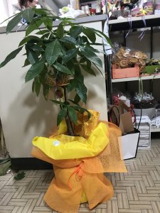 Pachira pianta della fortuna!