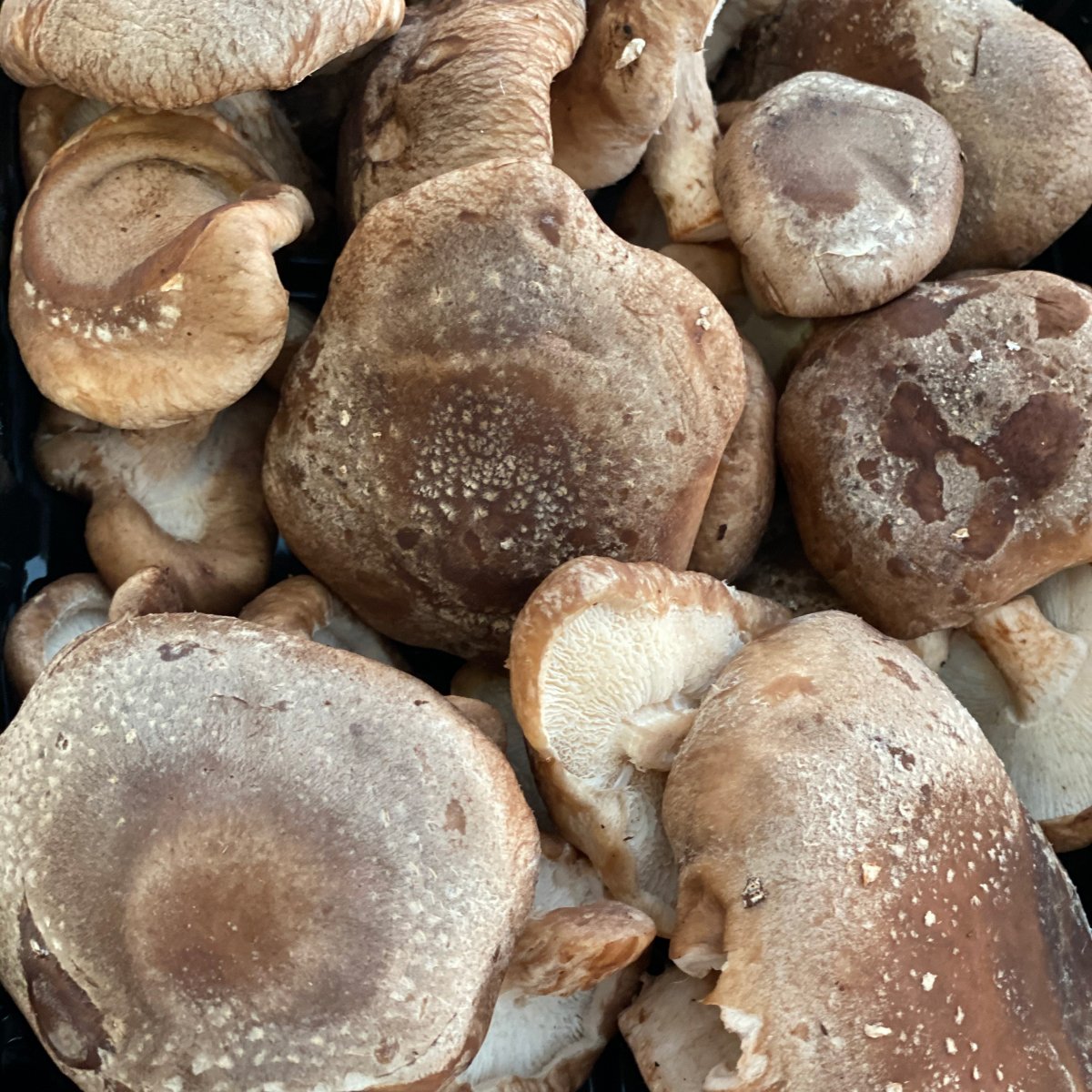 Funghi Shiitake 