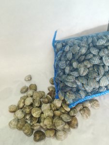 Vongole fresche grosse
