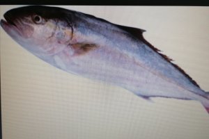 Ricciola