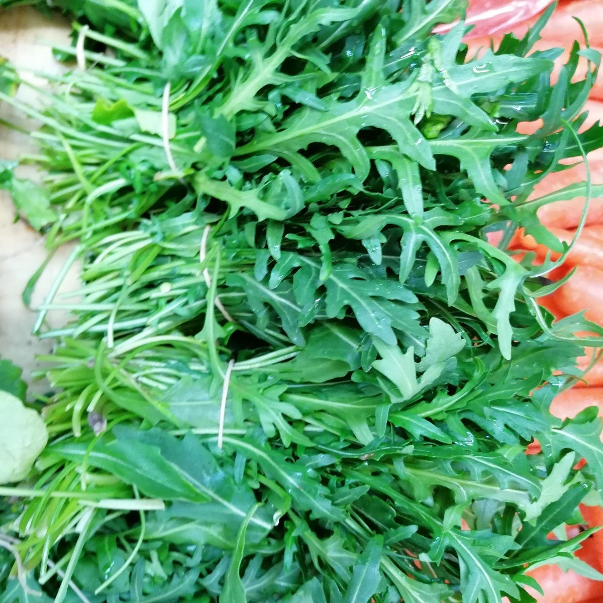 Rucola 