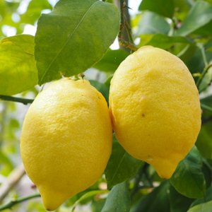 Limoni foglie naturali