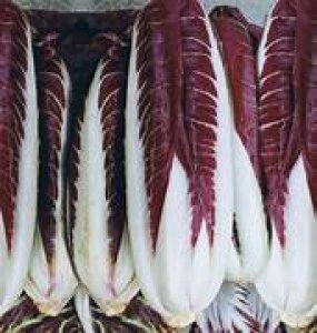 Radicchio lungo