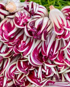 Radicchio Trevigiano Originale