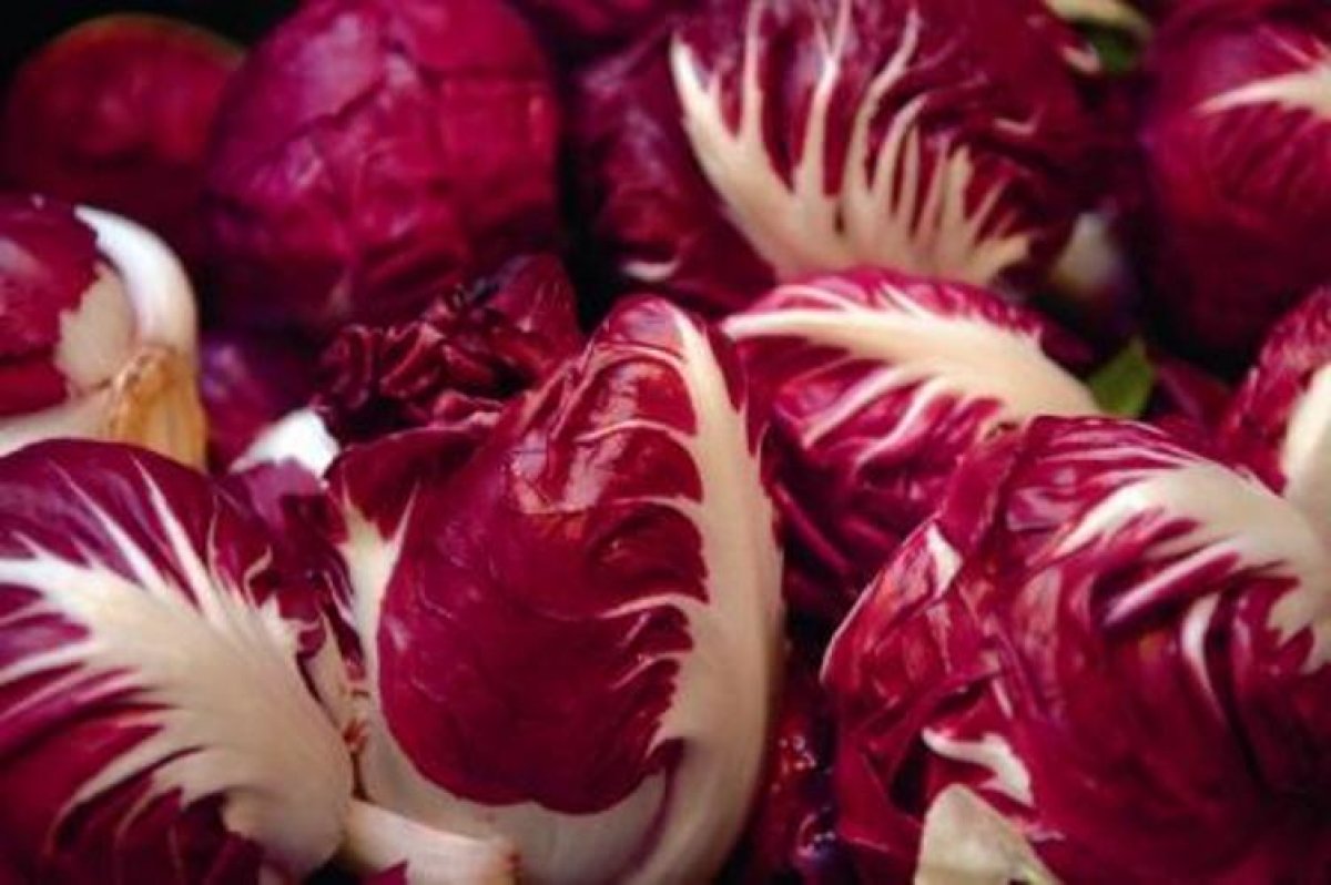 Radicchio veronese Radicchio variegato