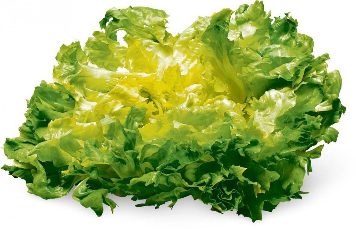 INSALATA SCAROLA