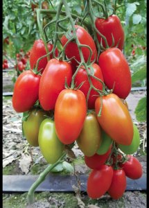 POMODORO OBLUNGO