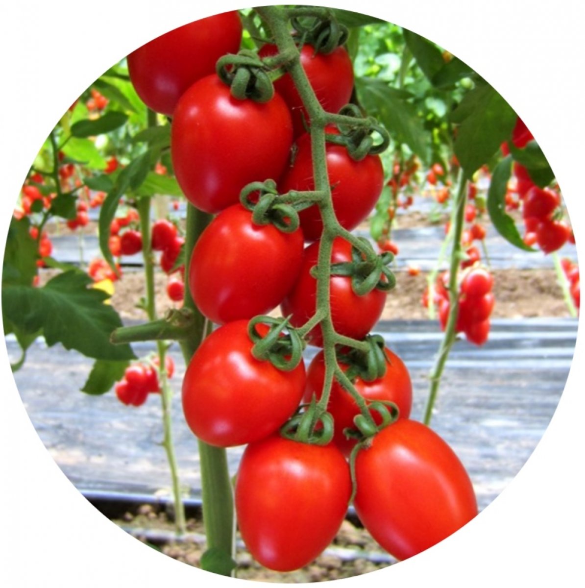 POMODORO PICCADILLY