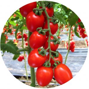 POMODORO PICCADILLY