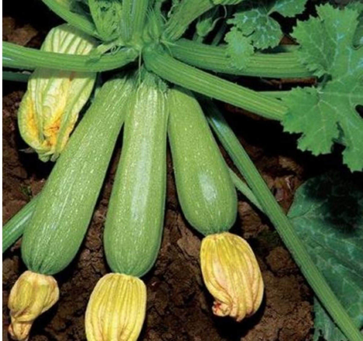 ZUCCHINE CHIARE PRODUZIONE PROPRIA