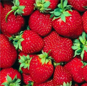 FRAGOLE di cesena
