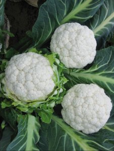 CAVOLFIORI FRESCHI
