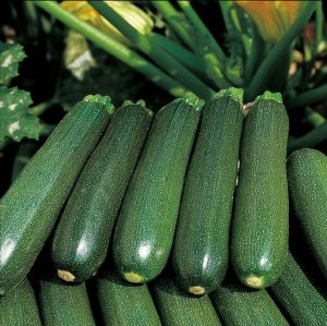 ZUCCHINE SCURE italia