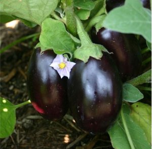 MELANZANA TONDA produzione propria