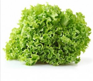 INSALATA GENTILINA