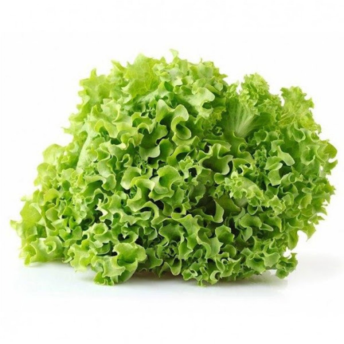INSALATA GENTILINA